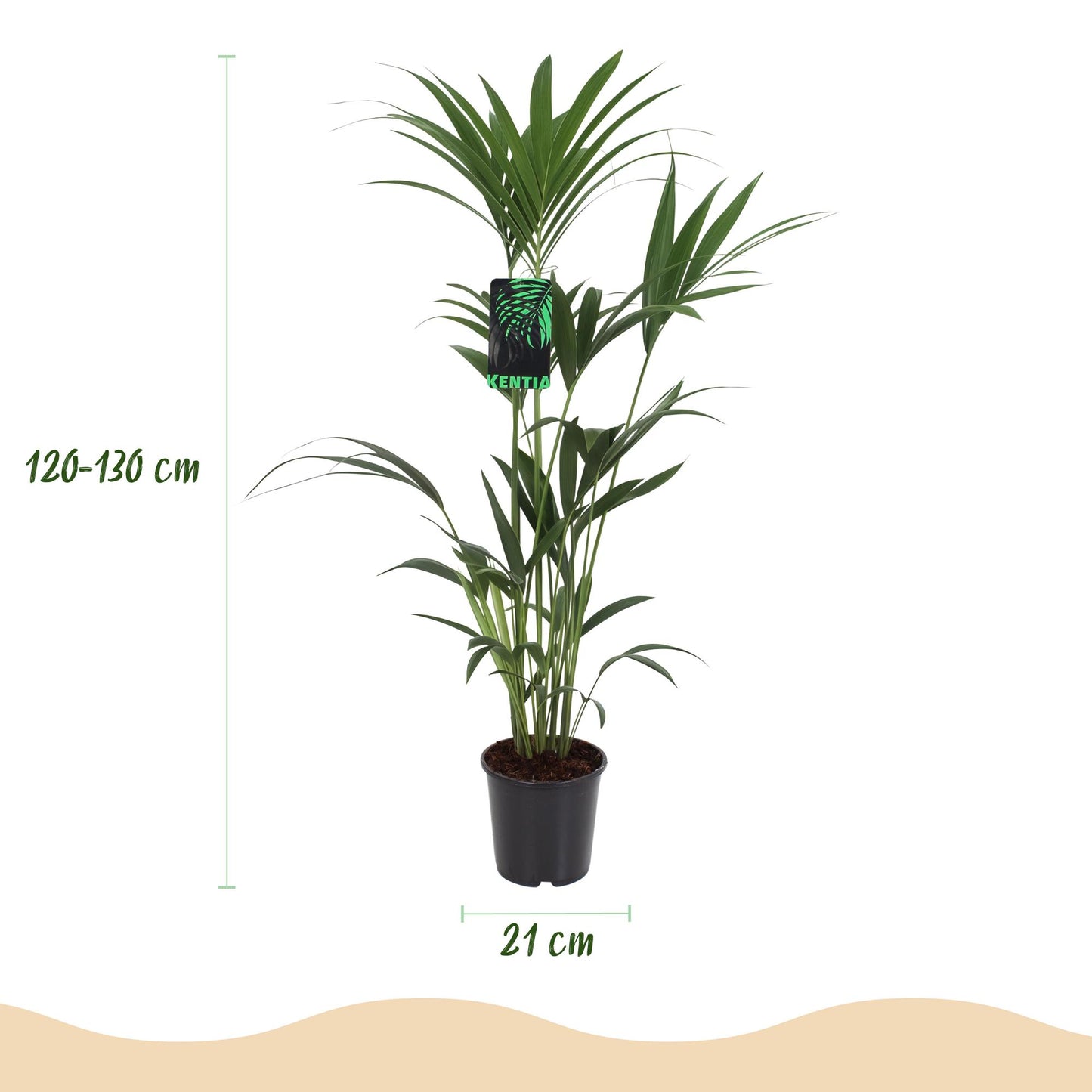 Green boutiQ - Zimmerpflanze - Howea Forsteriana - Kentia-Palme - Wenig Pflege - Grün - 1 Pflanze - mit Potter Weiß - Topf 21cm - Höhe 120-130cm 