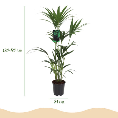 Green boutiQ - Zimmerpflanze - Howea Forsteriana - Kentia-Palme - Wenig Pflege - Grün - 1 Pflanze - mit Potter Weiß - Topf 21cm - Höhe 120-130cm 