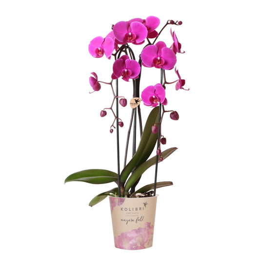 Kolibri Orchids | Violette Phalaenopsis-Orchidee Topfgröße Ø12cm | Freeride | Blühende Zimmerpflanze – Frisch vom Züchter 