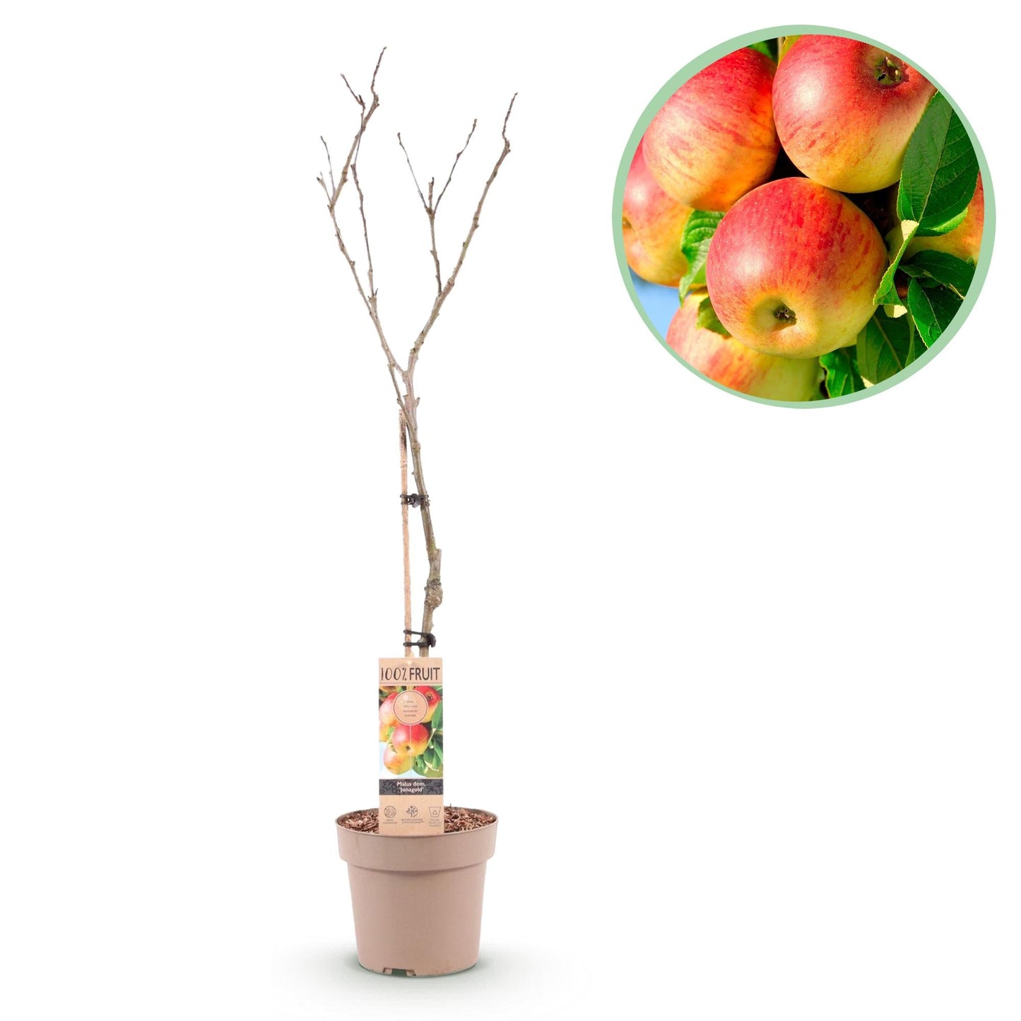Apfelbaum Malus domestica Jonagold – Gelbgrüner Apfel – Obstbaum im Ø21cm – Höhe ca. 90cm – Süß-saurer Geschmack – Pflegeleicht & gesund – Perfekt für Garten & Balkon 