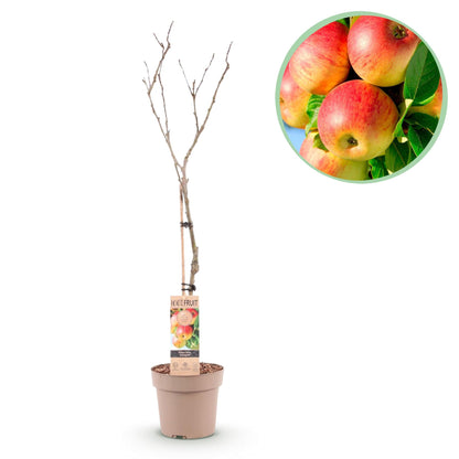 Apfelbaum Malus domestica Jonagold – Gelbgrüner Apfel – Obstbaum im Ø21cm – Höhe ca. 90cm – Süß-saurer Geschmack – Pflegeleicht & gesund – Perfekt für Garten & Balkon 