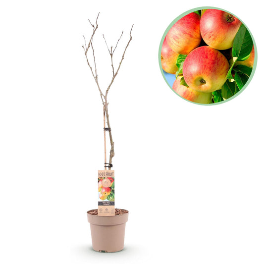 Apfelbaum Malus domestica Jonagold – Gelbgrüner Apfel – Obstbaum im Ø21cm – Höhe ca. 90cm – Süß-saurer Geschmack – Pflegeleicht & gesund – Perfekt für Garten & Balkon 