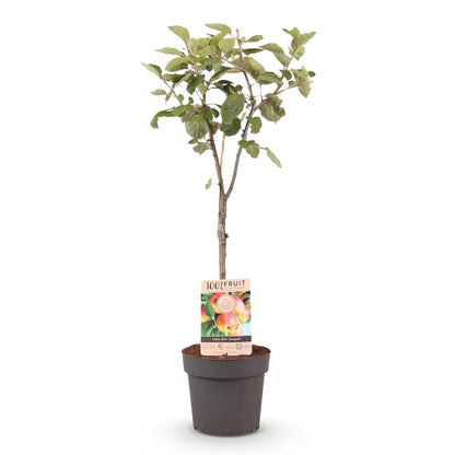 Apfelbaum Malus domestica Jonagold – Gelbgrüner Apfel – Obstbaum im Ø21cm – Höhe ca. 90cm – Süß-saurer Geschmack – Pflegeleicht & gesund – Perfekt für Garten & Balkon 