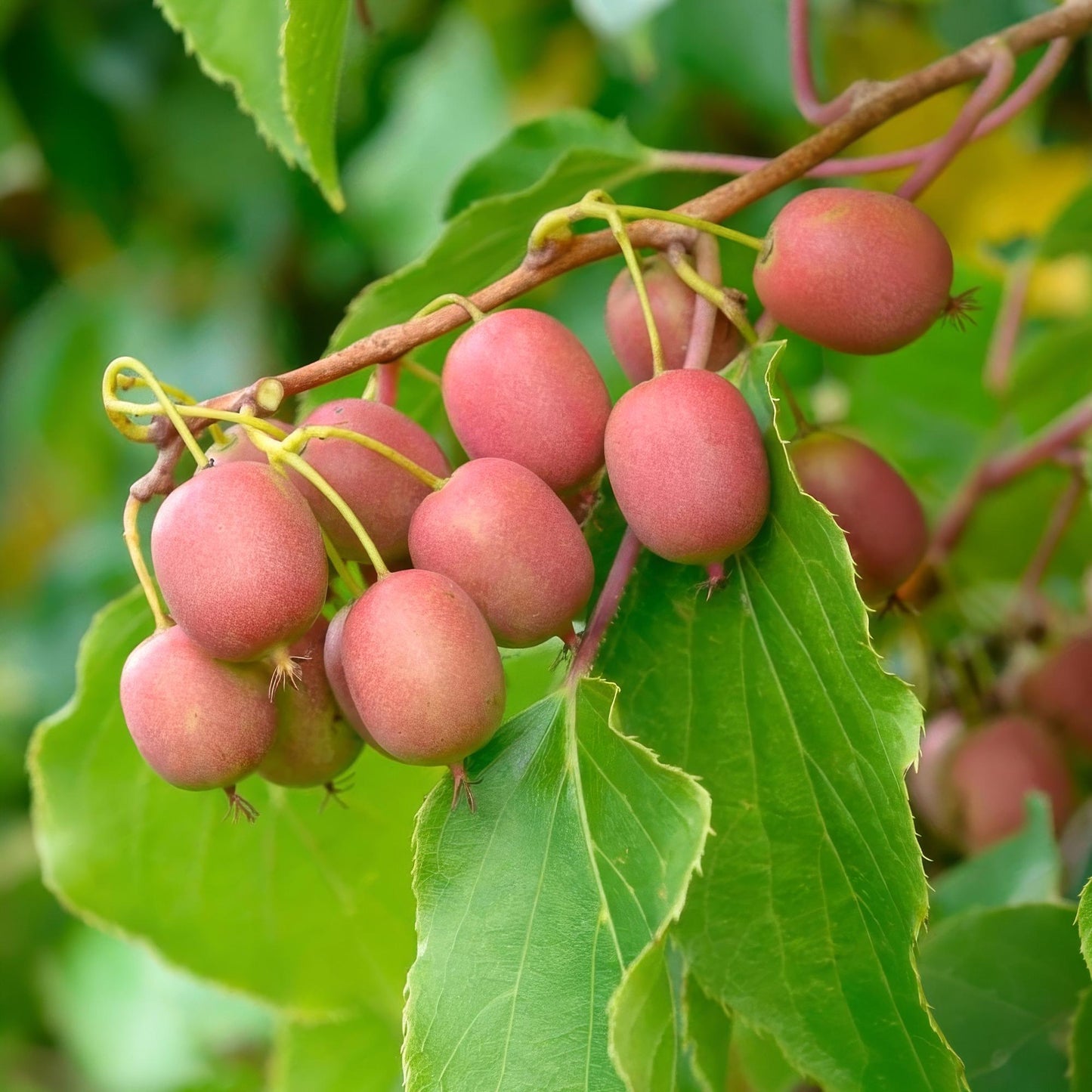 Green boutiQ - Fruchtpflanze - Actinidia arguta Weiki - Kiwi-Pflanze - Männlich - Rote - Lila Früchte - 1 Pflanze - Topf 15cm - Höhe 50cm 