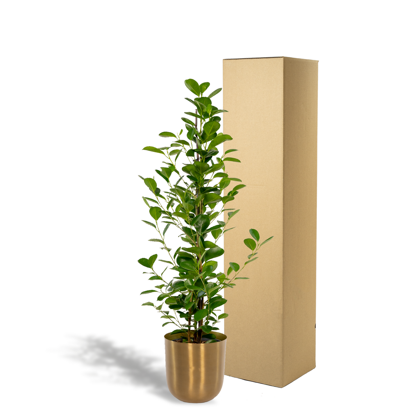 Ficus microcarpa Moclame - Ø21cm - ↕95cm + Topf Mayk Gold 