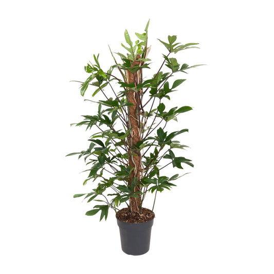 Baumfreund - Philodendron Pedatum - Zimmerpflanze - Ø24cm - ↕120cm