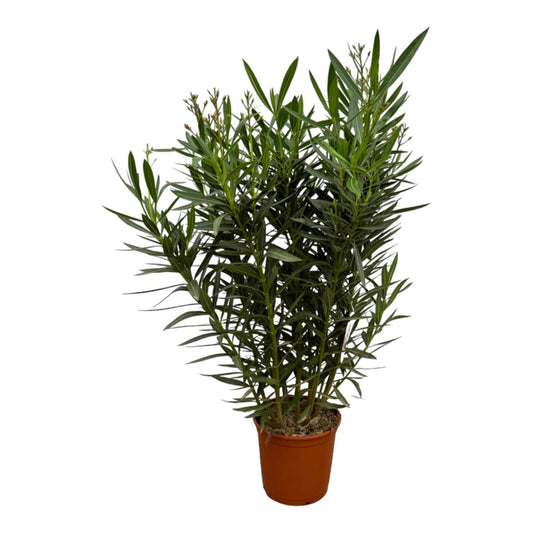 Rosenlorbeer - Nerium Oleander Strauch mit Rosa Blüte - 160 cm - Ø32cm
