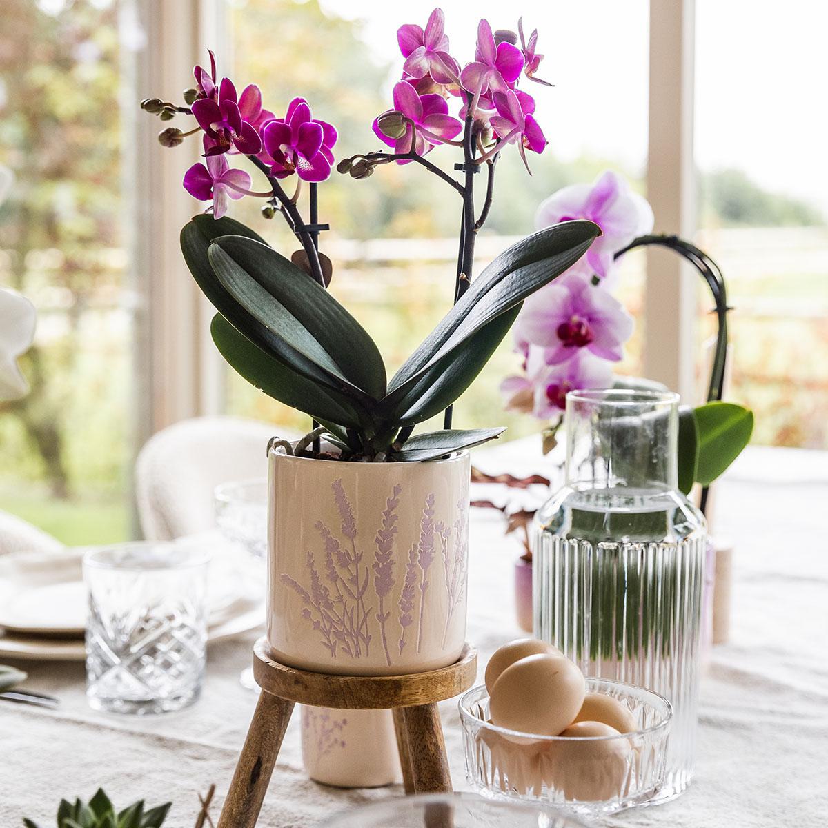 Blumentopf - Lavendel - 9cm