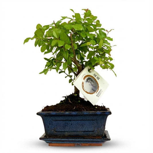 Bonsai Baum mit kugelförmiger Krone Höhe 25–30cm – Klassischer Miniaturbaum in dekorativer Keramikschale – Elegante Zimmerpflanze für Wohnraum & Büro 