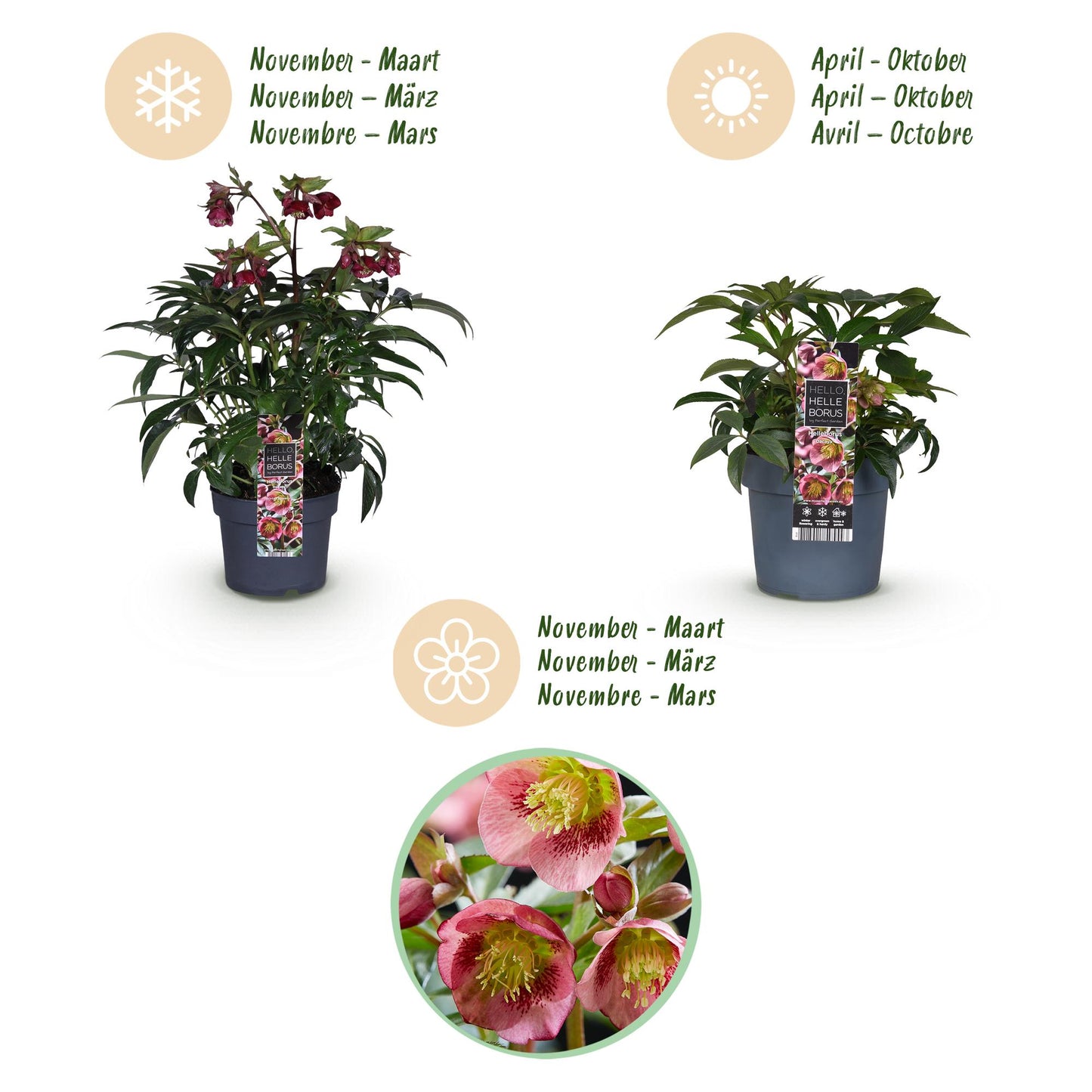 GreenboutiQ - Gartenpflanze - Lenzrose - Helleborus Dacaya - Rosa Blüte - Immergrün - Topf 19cm Höhe 50cm 