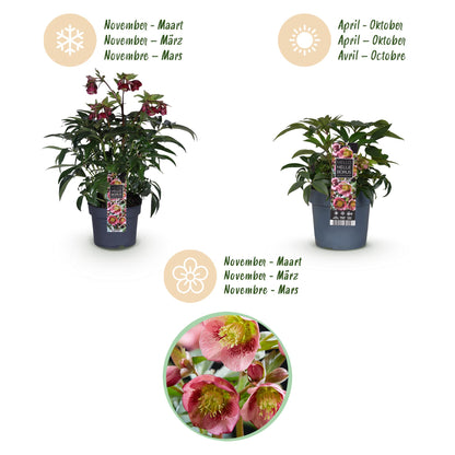 GreenboutiQ - Gartenpflanze - Lenzrose - Helleborus Dacaya - Rosa Blüte - Immergrün - Topf 19cm Höhe 50cm 