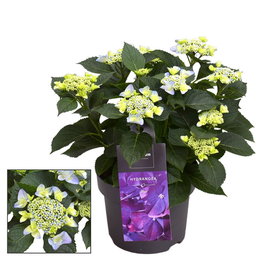 Hydrangea Teller Nizza Blue 7 - 12 Kop (Decorum) - Ø23cm - ↕45cm 