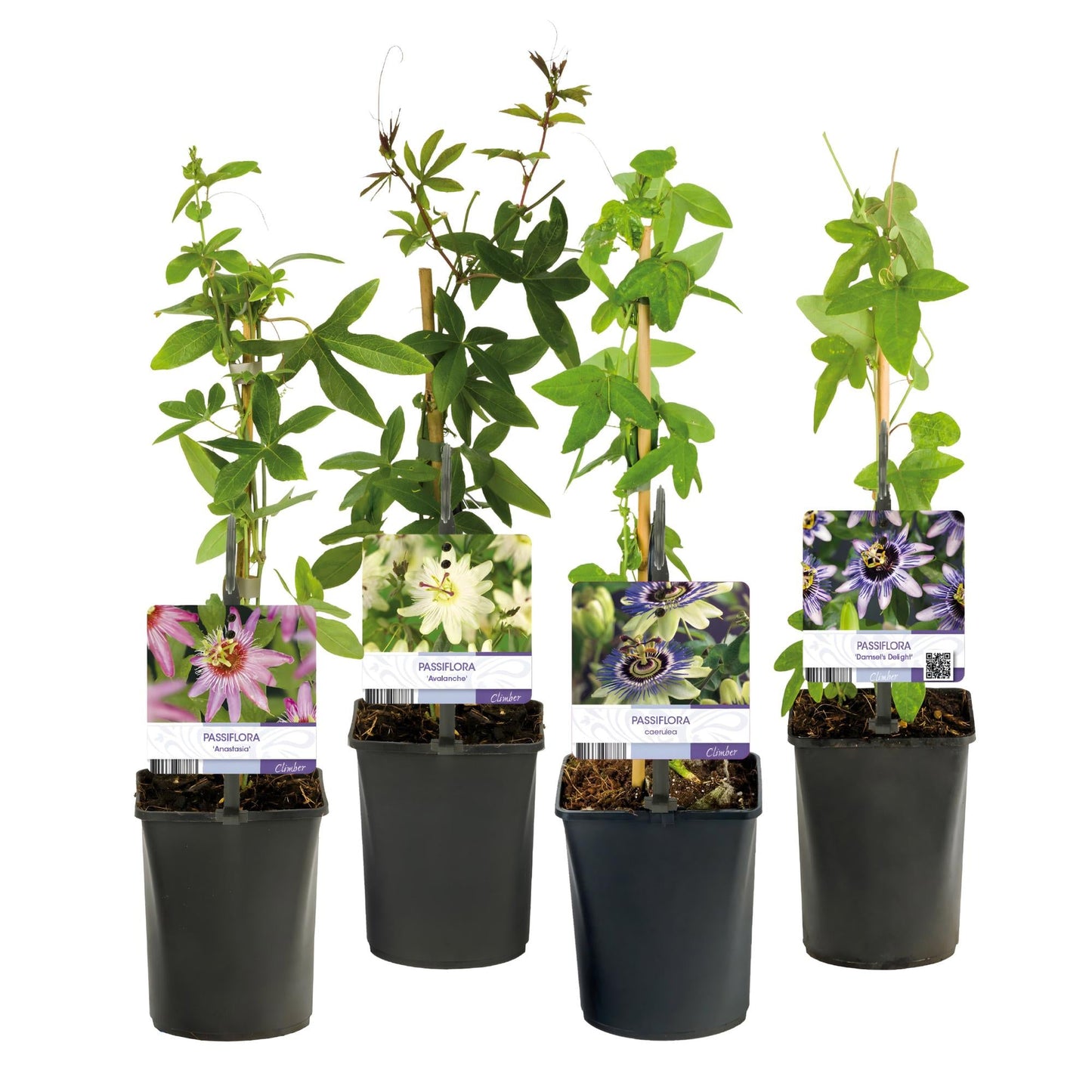 Passionsblume - Passiflora Rainbow - Blume Rosa Weiß Lila Grün - Wenig Pflege - 4 Pflanzen - Topf 11cm Höhe 40cm 