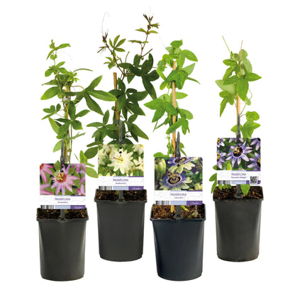 Passionsblume - Passiflora Rainbow - Blume Rosa Weiß Lila Grün - Wenig Pflege - 4 Pflanzen - Topf 11cm Höhe 40cm 