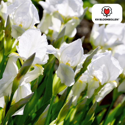 Iris Alaska – 25 Blumenzwiebeln – Weiß blühende Garten-Iris – Für Beete, Rabatten und Schnittblumen 