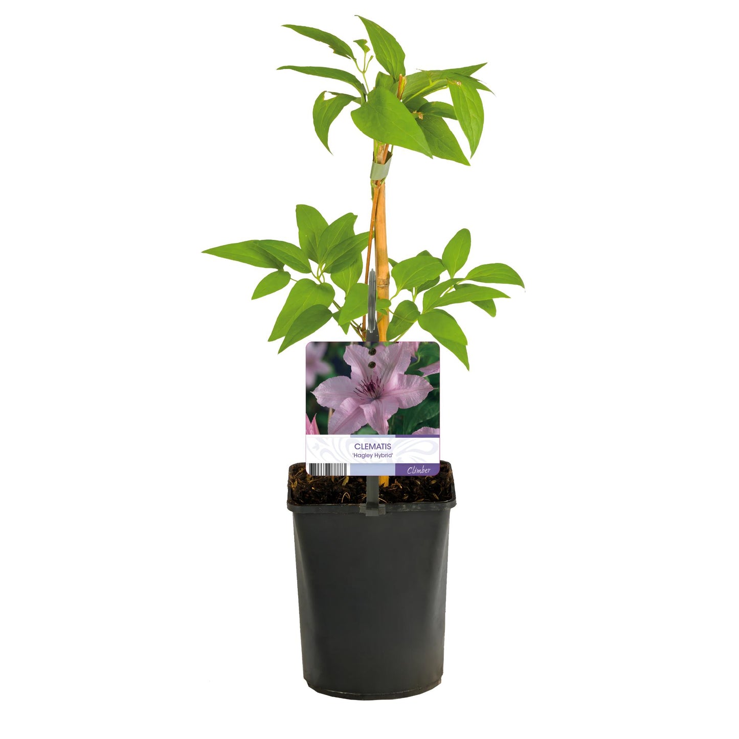 Kletterpflanze - Clematis Hagley Hybrid - Blüte Rosa - Wenig Pflege - 2 Pflanzen - Topf 11cm Höhe 40cm