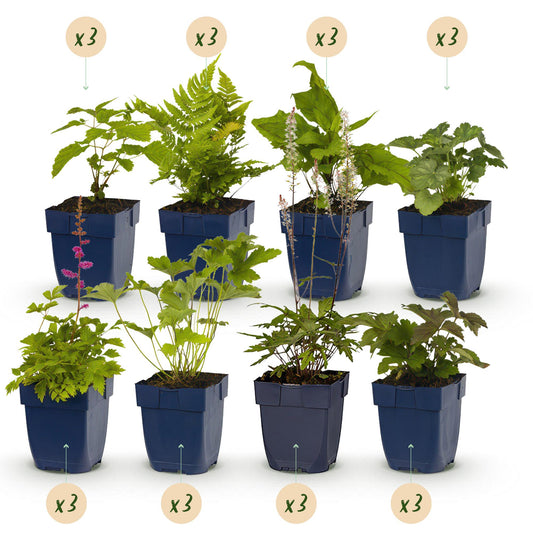 Staudenset „Schatten“ – 24 schattenliebende Stauden für ca. 3 m² – Verschiedene Farben & Blütezeiten – Pflegeleichtes Set für schattige Gartenbereiche – Ø11 cm Topf 