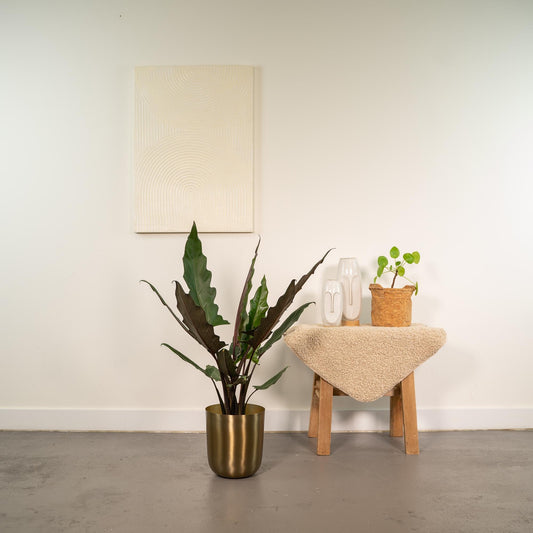Alocasia Lauterbachiana - Ø19cm - ↕80cm + Topf Mayk Gold 