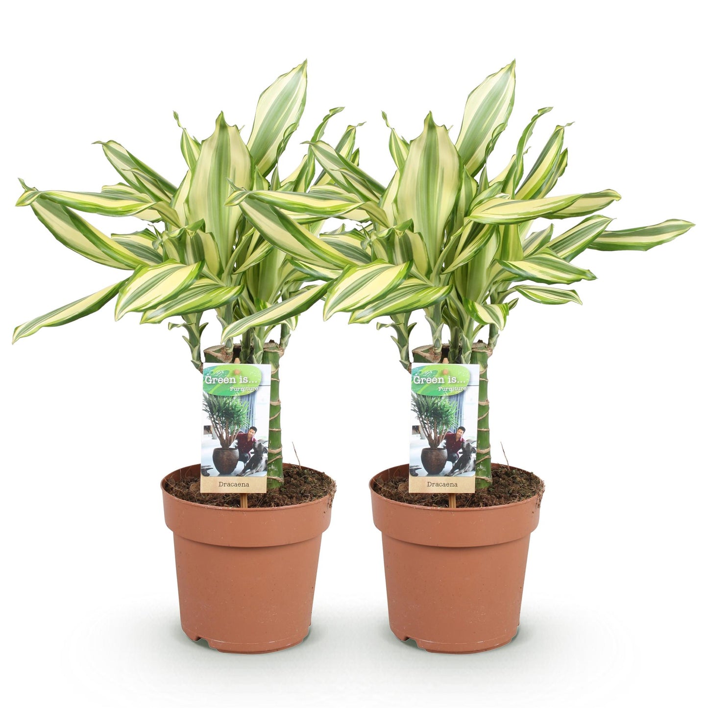 Green boutiQ - Zimmerpflanzen - Dracaena fragrans Diamond Dream - Drachenbaum - Pflegeleicht - Bunt - 2 Pflanzen - Topf 17cm - Höhe 50-55cm 