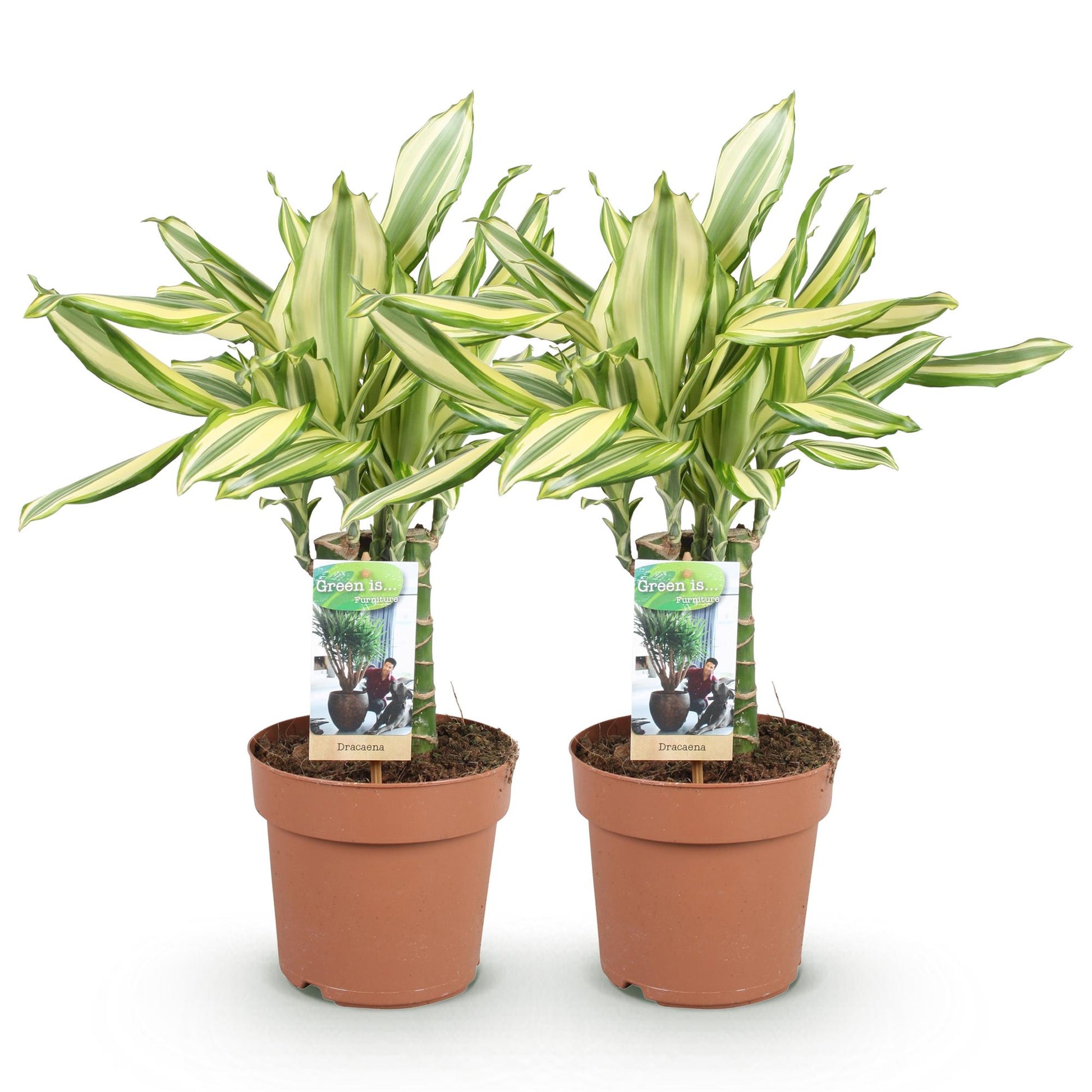 Green boutiQ - Zimmerpflanzen - Dracaena fragrans Diamond Dream - Drachenbaum - Pflegeleicht - Bunt - 2 Pflanzen - Topf 17cm - Höhe 50-55cm 