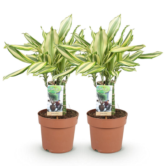 Green boutiQ - Zimmerpflanzen - Dracaena fragrans Diamond Dream - Drachenbaum - Pflegeleicht - Bunt - 2 Pflanzen - Topf 17cm - Höhe 50-55cm 