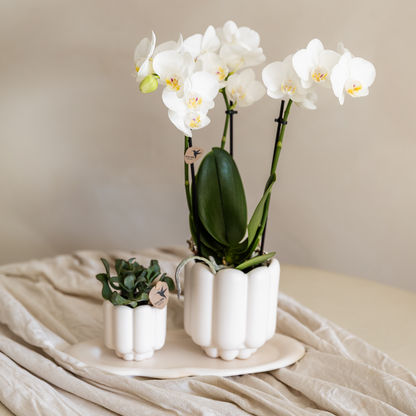 Kolibri Orchids | Geschenkset Retro White | Gibraltar Orchidee Ø9cm + Grünpflanze Ø6cm – inkl. Retro‑Übertöpfe & weißes Tablett – frisch vom Züchter 