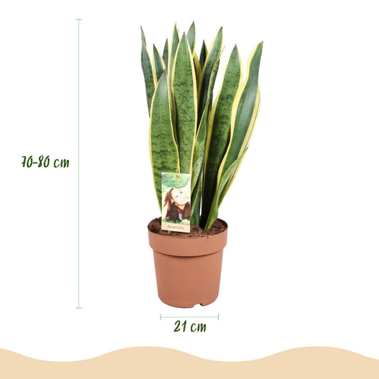 Green boutiQ - Zimmerpflanzen - Sansevieria Laurentii - Schwiegermutterzunge - Pflegeleicht - Grün - Gelb - 1 Pflanze - mit Potter Grau - Topf 21cm - Höhe 70-80cm 