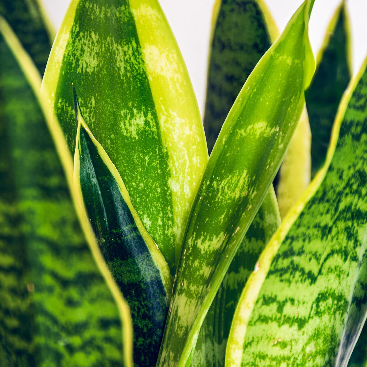 Green boutiQ - Zimmerpflanzen - Sansevieria Laurentii - Schwiegermutterzunge - Pflegeleicht - Grün - Gelb - 1 Pflanze - mit Potter Weiß - Topf 21cm - Höhe 70-80cm 