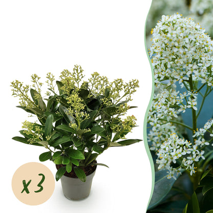 GreenboutiQ - Terrassenpflanze - Skimmia japonica Finchy - Blüte Weiß - 15+ Blumen - 3 Pflanzen - Winterhart - Topf 15cm Höhe 30cm 