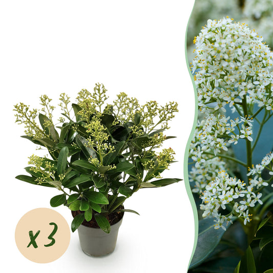 GreenboutiQ - Terrassenpflanze - Skimmia japonica Finchy - Blüte Weiß - 15+ Blumen - 3 Pflanzen - Winterhart - Topf 15cm Höhe 30cm 