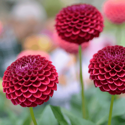 Blumenzwiebel - Dahlie - Natal - Knollen für 2 m² - Wunderschöne Kugelförmige Blumen - 12 Stück