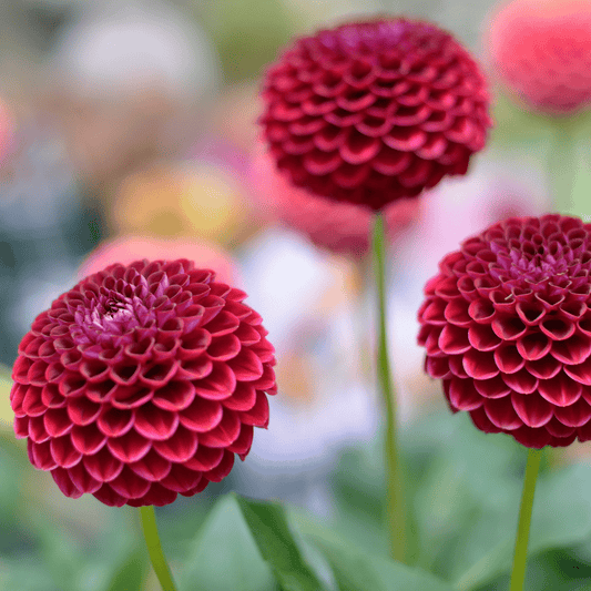 Blumenzwiebel - Dahlie - Natal - Knollen für 2 m² - Wunderschöne Kugelförmige Blumen - 12 Stück