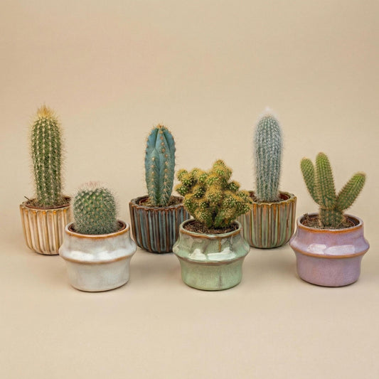 Kaktus-Set 6 Stück mit Mini-Keramiktöpfen Barcelona 