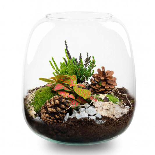 Christmas Terrarium – DIY Pflanzen Terrarium Weihnachtsset – Ø19cm x 20cm – Winterlicher Flaschengarten zum Selberbauen – Autarkes Mini Ökosystem mit Moos Aloe Fittonia Deko 