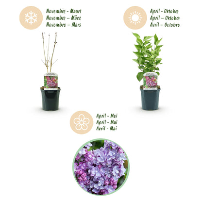 Green boutiQ - Garden Plant - Syringa vulgaris Michel Buchner - Common Lilac - Hardy - Pink - 1 Plant - Pot 17cm - Height 45cm 