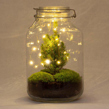 Flaschengarten Christmas – DIY Bausatz Terrarium – ↕28cm – Do-It-Yourself Weihnachts-Terrarium – Mit Mini-Weihnachtsbaum & Moos – Autarkes Ökosystem – Für Wohnung & Büro 