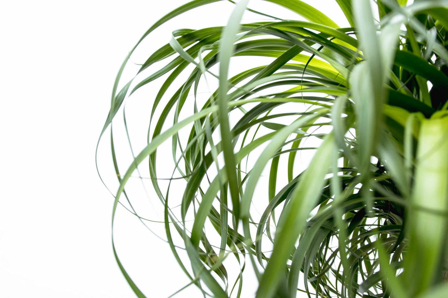 Beaucarnea XXL – ca.180–200cm Zimmerpflanze – Elefantenfuß mit markantem Stamm – Exklusive Großpflanze für Wohnzimmer Büro & Empfangsbereiche