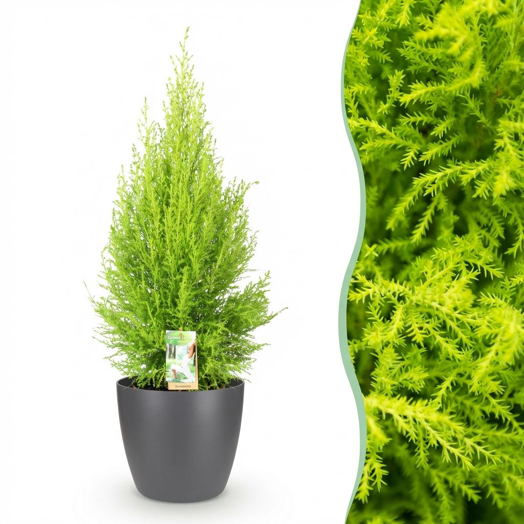 Green boutiQ - Zimmerpflanzen - Cupressus Gold Crest Wilma - Zimmerkonifere - Wenig Pflege - Grün - 1 Pflanze - mit Potter Grau - Topf 21cm - Höhe 85-95cm 