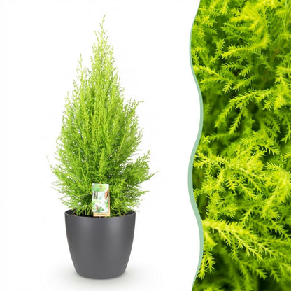 Green boutiQ - Zimmerpflanzen - Cupressus Gold Crest Wilma - Zimmerkonifere - Wenig Pflege - Grün - 1 Pflanze - mit Potter Grau - Topf 21cm - Höhe 85-95cm 