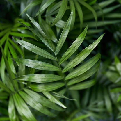 Green boutiQ - Zimmerpflanze - Chamaedorea elegans - Goldpalme - Haustierfreundliche Pflanze - Grün - 1 Pflanze - mit Korb - Topf 12cm - Höhe 15cm 