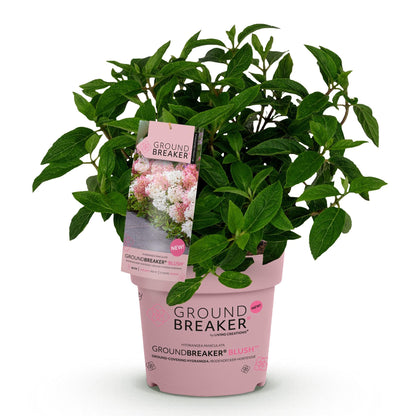 Green boutiQ - Gartenpflanze - Hydrangea panniculata Groundbreaker Blush - Bauernhortensie - Winterhart - Rosa - 1 Pflanze - Topf 14cm - Höhe 20-25cm 
