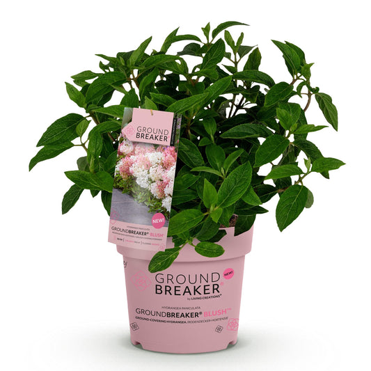 Green boutiQ - Gartenpflanze - Hydrangea panniculata Groundbreaker Blush - Bauernhortensie - Winterhart - Rosa - 1 Pflanze - Topf 14cm - Höhe 20-25cm 