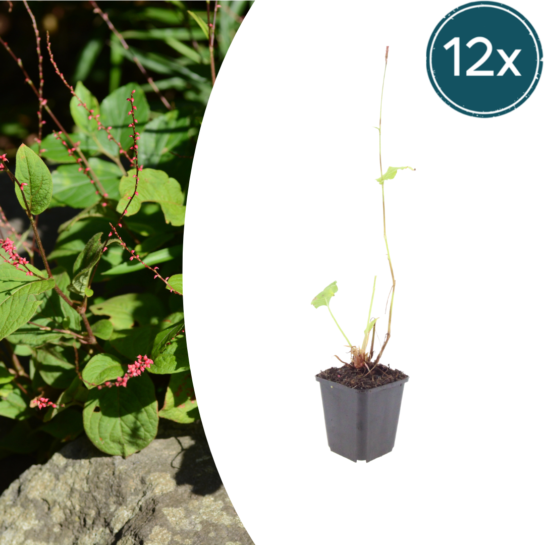 Persicaria amplexicaulis Speciosa – 12 Pflanzen – Ø9cm – Höhe 10-25cm – Winterharte Staude – Tiefrote Blütenähren – Bienenfreundlich für Beet & Präriegarten