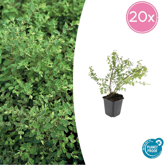 Purpurbeere 'Hancock' – Symphoricarpos chenaultii – 20 Pflanzen – Ø9cm – ↕10–25cm – Bodendecker & Zierstrauch – Weißblühend mit weißen Beeren – Pflegeleicht & Winterhar