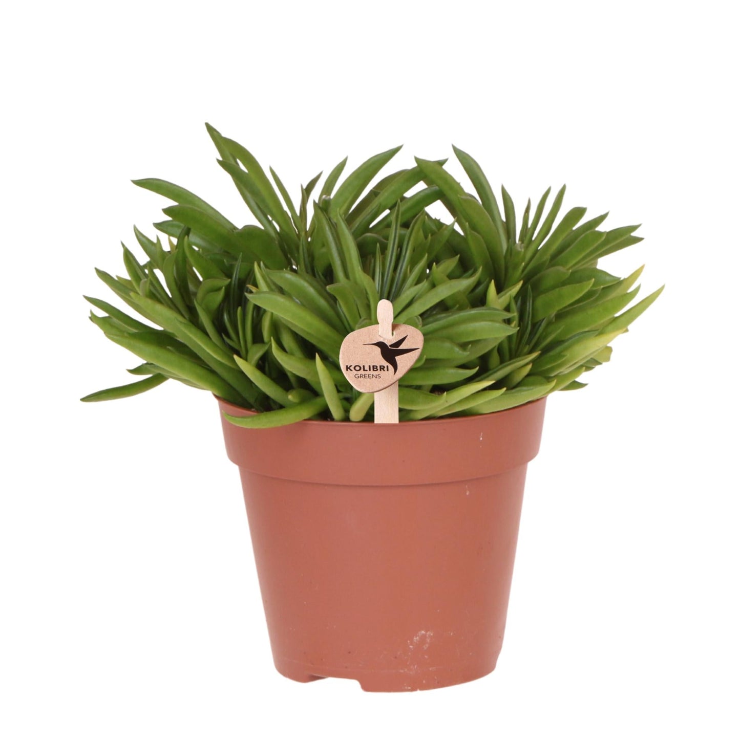 Kolibri Greens | Grüne Zimmerpflanze – Sukkulente Happy Beam – Topfgröße Ø12cm – frisch vom Züchter 