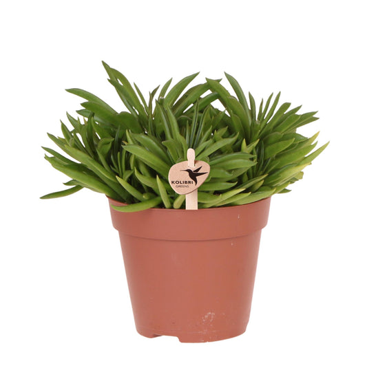 Kolibri Greens | Grüne Zimmerpflanze – Sukkulente Happy Beam – Topfgröße Ø12cm – frisch vom Züchter 