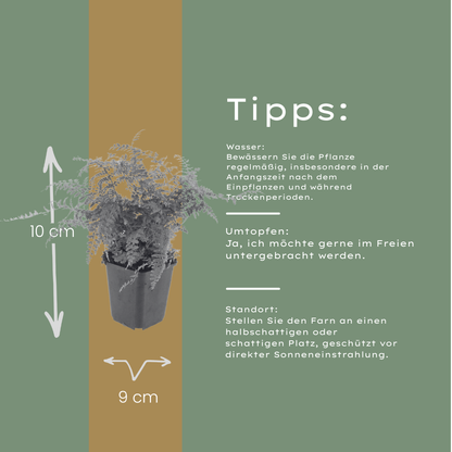 Polystichum setiferum Herrenhausen – 12 Pflanzen – Ø9cm – Höhe 10-25cm – Immergrüner Farn – Schattenpflanze für Beet, Gehölzrand & Naturgarten - Oasis of Life