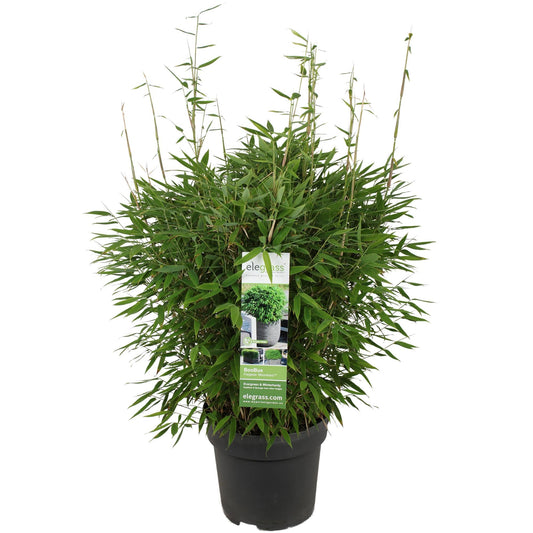 Bambus - Fargesia murieliae 'Moontears' Boobux - Ø29cm ↕70cm - Immergrüner Bambus für Hecke, Bodenbedeckung & Kübel - Winterhart & pflegeleicht 