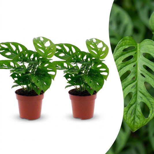 Fensterblatt 'Monkey Mask' – Monstera adansonii – 2 Pflanzen – Topf Ø12cm – Höhe 25cm