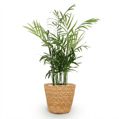 Green boutiQ - Zimmerpflanze - Chamaedorea elegans - Goldpalme - Haustierfreundliche Pflanze - Grün - 1 Pflanze - mit Korb - Topf 12cm - Höhe 15cm 